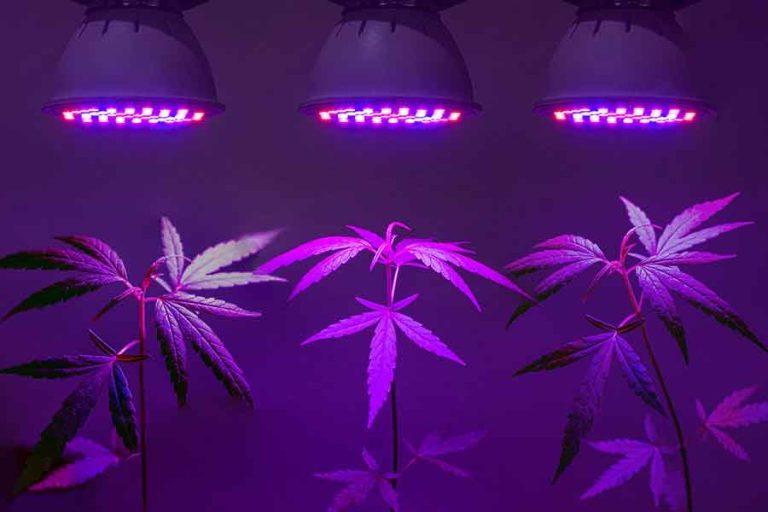 Growzubehör das jeder Hobbygärtner in seiner Growbox braucht