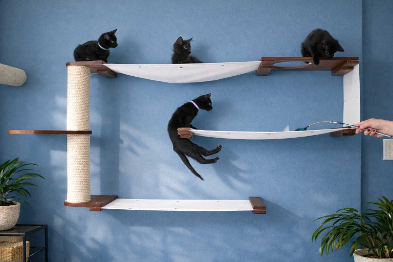 Katzenkratzbaum für die Wand: Platzsparende Lösungen für aktive Katzen